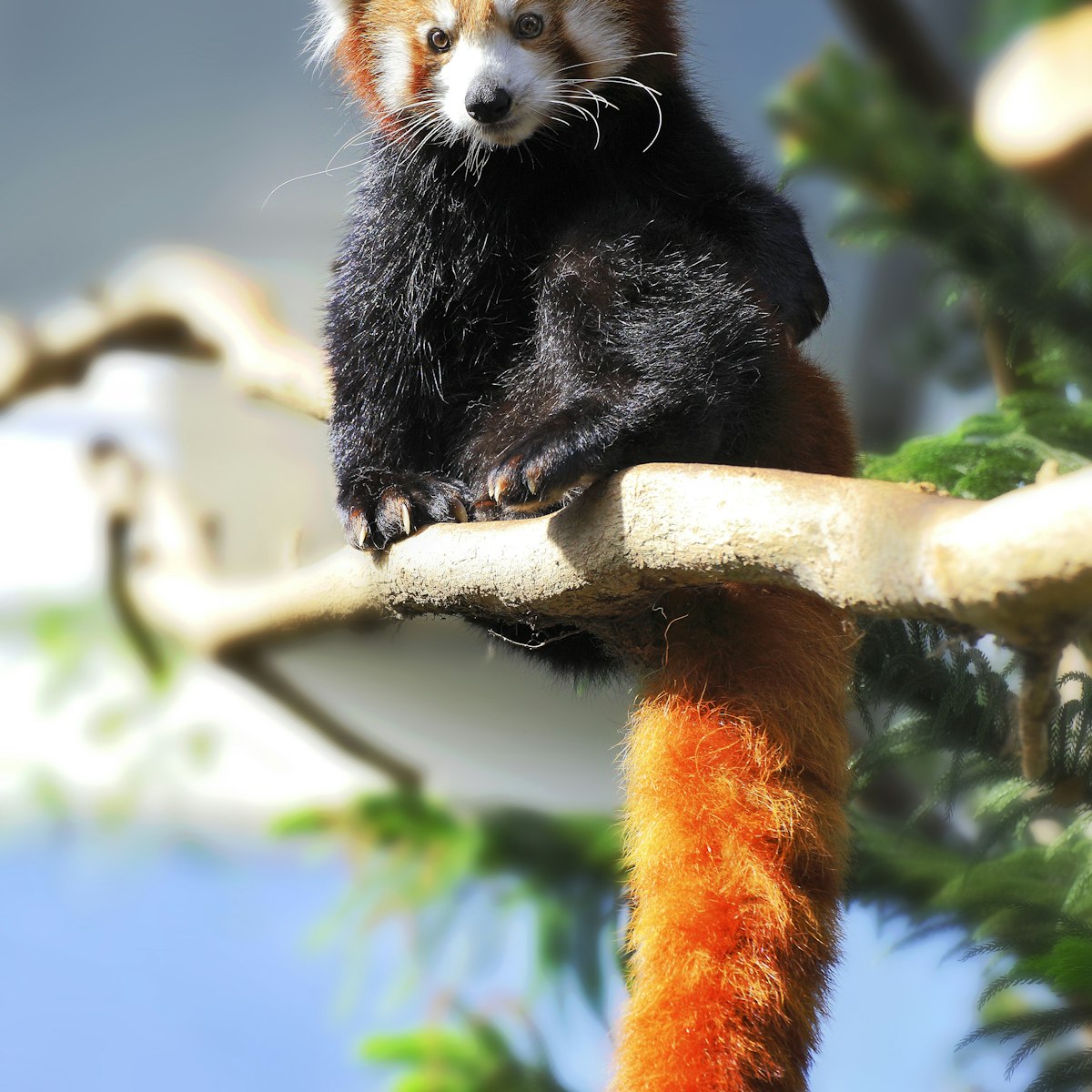 The red Panda